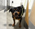 Small Rottweiler