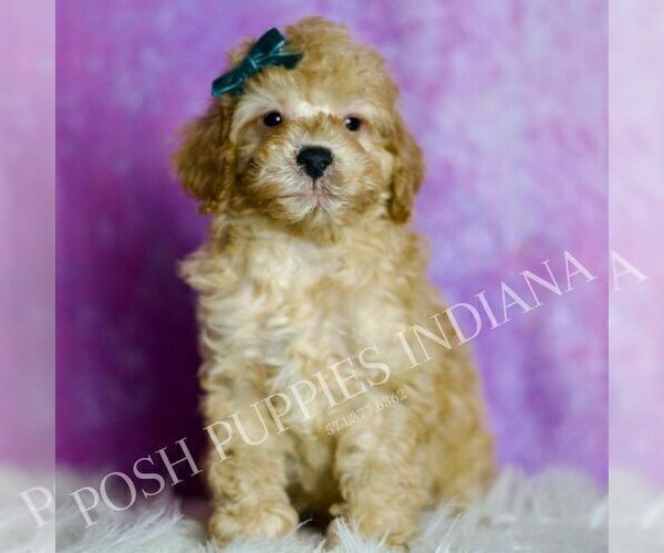 Medium Photo #74 Poodle (Miniature) Puppy For Sale in WARSAW, IN, USA
