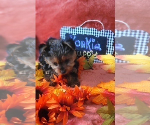 Medium Photo #12 Yorkshire Terrier Puppy For Sale in AKRON, OH, USA