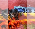 Small #11 Yorkshire Terrier