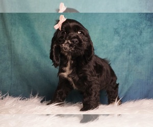Bernedoodle Puppy for sale in WARSAW, IN, USA