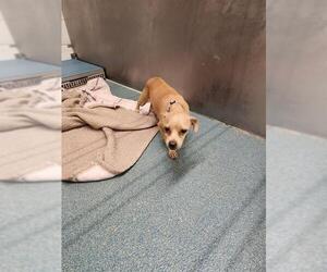 Chihuahua Dogs for adoption in Pearland, TX, USA