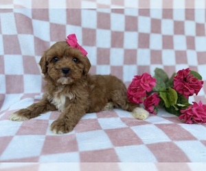 Cavapoo (Miniature) Puppy for Sale in LAKELAND, Florida USA