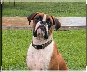 Father of the Boxer puppies born on 09/10/2022