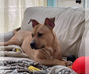 Archibald - Male Mutt Dog for Adoption - Photo #14