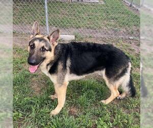 German Shepherd Dog-Unknown Mix Dogs for adoption in Conroe, TX, USA