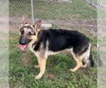 Small German Shepherd Dog Mix
