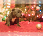 Small Photo #5 American Bully Puppy For Sale in HOUSTON, TX, USA