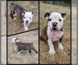 Olde English Bulldogge Puppy for sale in WHEELER, MI, USA
