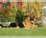 Small Photo #6 German Shepherd Dog Puppy For Sale in FOREST GROVE, OR, USA