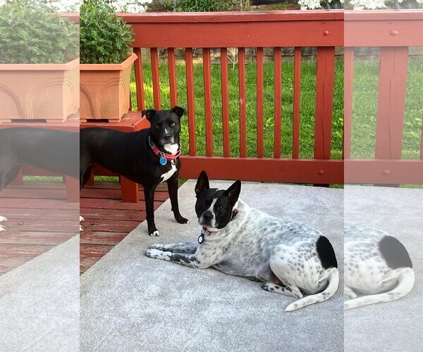 Medium Photo #4 Mutt Puppy For Sale in Derwood, MD, USA