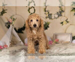 Small Photo #15 Poodle (Toy) Puppy For Sale in WARSAW, IN, USA
