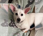 Small #1 Chihuahua Mix