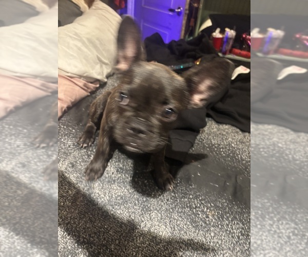 Medium Photo #4 French Bulldog Puppy For Sale in LOS ANGELES, CA, USA