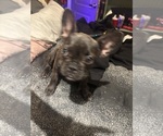 Small #3 French Bulldog