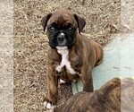 Small Photo #1 Boxer Puppy For Sale in COWETA, OK, USA
