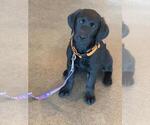 Small #11 Labrador Retriever