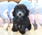 Small #1 Bichpoo-Poodle (Toy) Mix