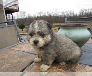 Maltipom Puppy for sale in S BEND, IN, USA