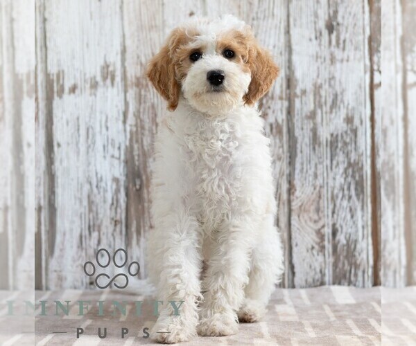 Medium Photo #4 Goldendoodle (Miniature) Puppy For Sale in SUNBURY, PA, USA