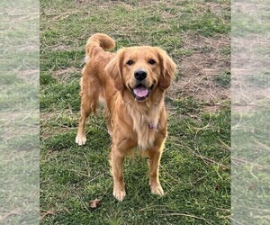 Mother of the Golden Retriever puppies born on 03/16/2026