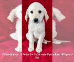 Small Great Pyrenees-Retriever  Mix