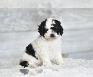 Miniature Bernedoodle Puppy for sale in COCHRANTON, PA, USA