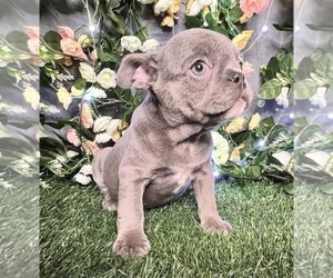 French Bulldog Dog for Adoption in LA VERGNE, Tennessee USA