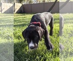 Small Photo #18 Great Dane-Sheepadoodle Mix Puppy For Sale in EGG HARBOR CITY, NJ, USA