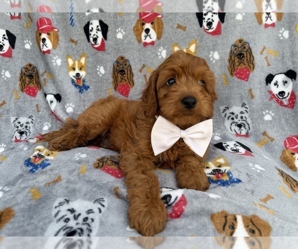 Medium Photo #3 Cavapoo (Miniature) Puppy For Sale in LAKELAND, FL, USA