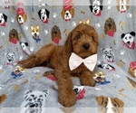 Small #2 Cavapoo (Miniature)