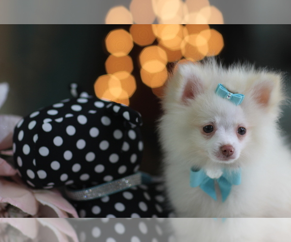 Medium Photo #1 Pomeranian Puppy For Sale in NAPLES, FL, USA