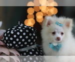Pomeranians - Female Pomeranian Puppy for Sale - Small photo