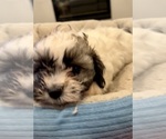 Small Photo #6 Zuchon Puppy For Sale in RENO, NV, USA