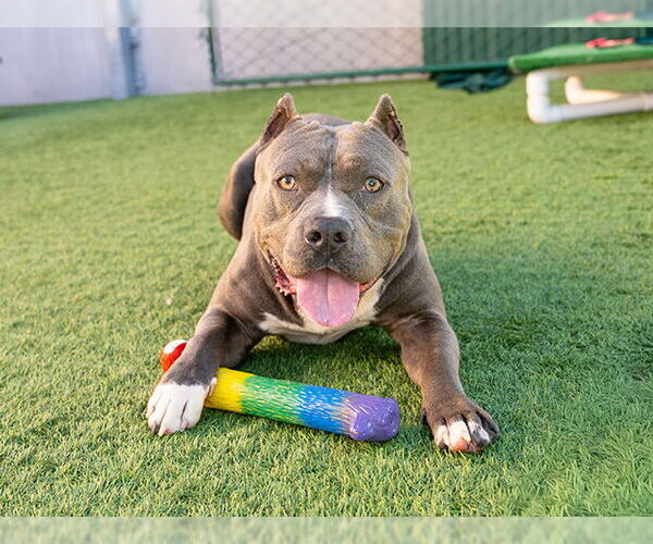 Medium Photo #2 Mutt Puppy For Sale in Pasadena, CA, USA