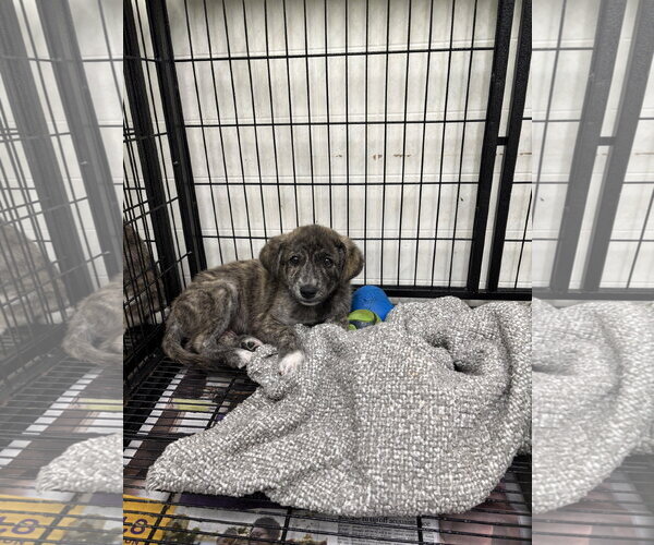 Medium Photo #2 Mountain Cur Puppy For Sale in Gilberts, IL, USA