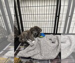 Small #1 Mountain Cur