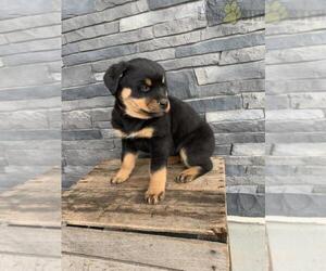 Rottweiler Puppy for sale in N HAVEN, CT, USA