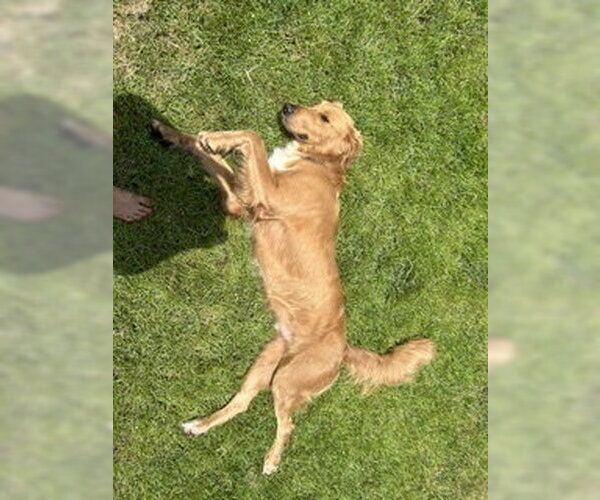 Medium Photo #2 Golden Retriever-Unknown Mix Puppy For Sale in Bonita Springs, FL, USA