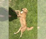 Small #1 Golden Retriever Mix