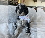 Small Photo #1 F2 Aussiedoodle Puppy For Sale in GOLDSBORO, NC, USA