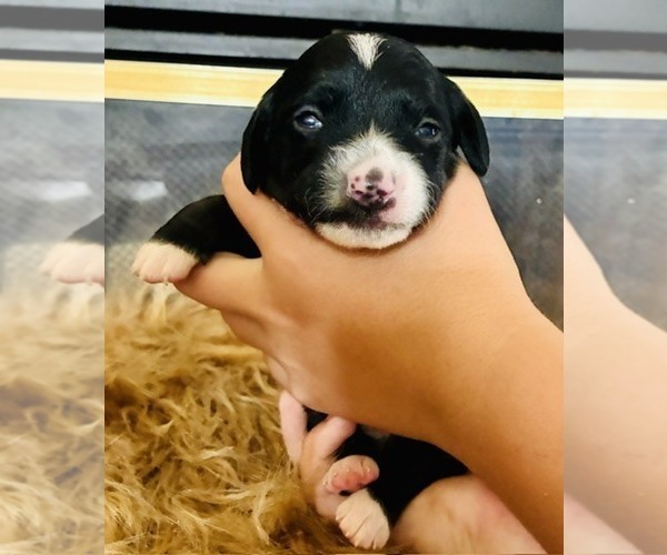 Medium Photo #4 Cocker Spaniel Puppy For Sale in IRVINE, CA, USA
