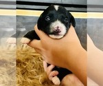 Small #3 Cocker Spaniel