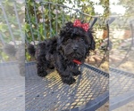 Small Photo #9 Maltese-Poodle (Toy) Mix Puppy For Sale in TEMECULA, CA, USA