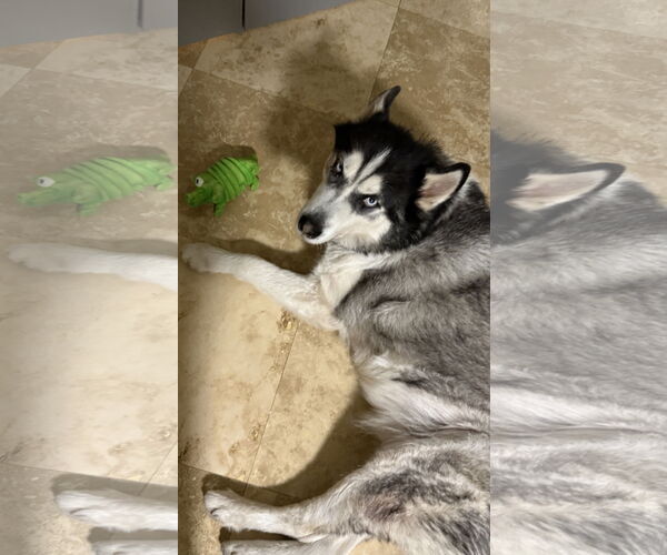 Medium Photo #2 Alaskan Malamute-Unknown Mix Puppy For Sale in Miami, FL, USA