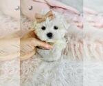 Small #3 Maltese