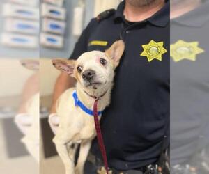 Chihuahua-Unknown Mix Dogs for adoption in Riverside, CA, USA