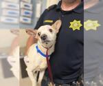 Small Chihuahua Mix