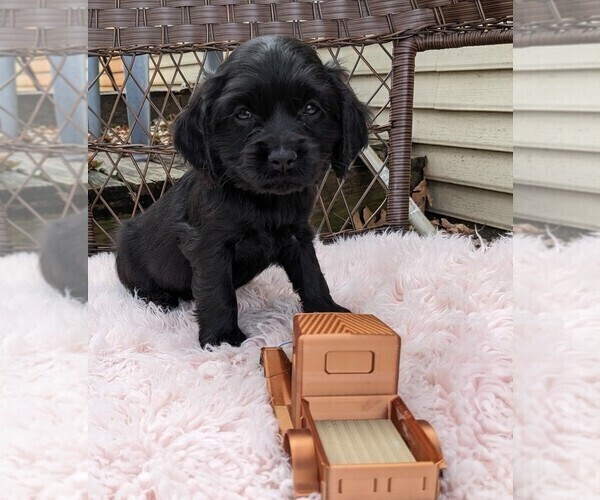 Medium Photo #42 Cock-A-Poo Puppy For Sale in SALEM, MO, USA