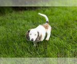 Small #1 Dachshund